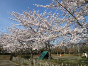 園庭の桜満開 の投稿