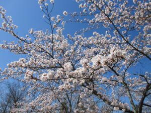 園庭でお花見 の投稿