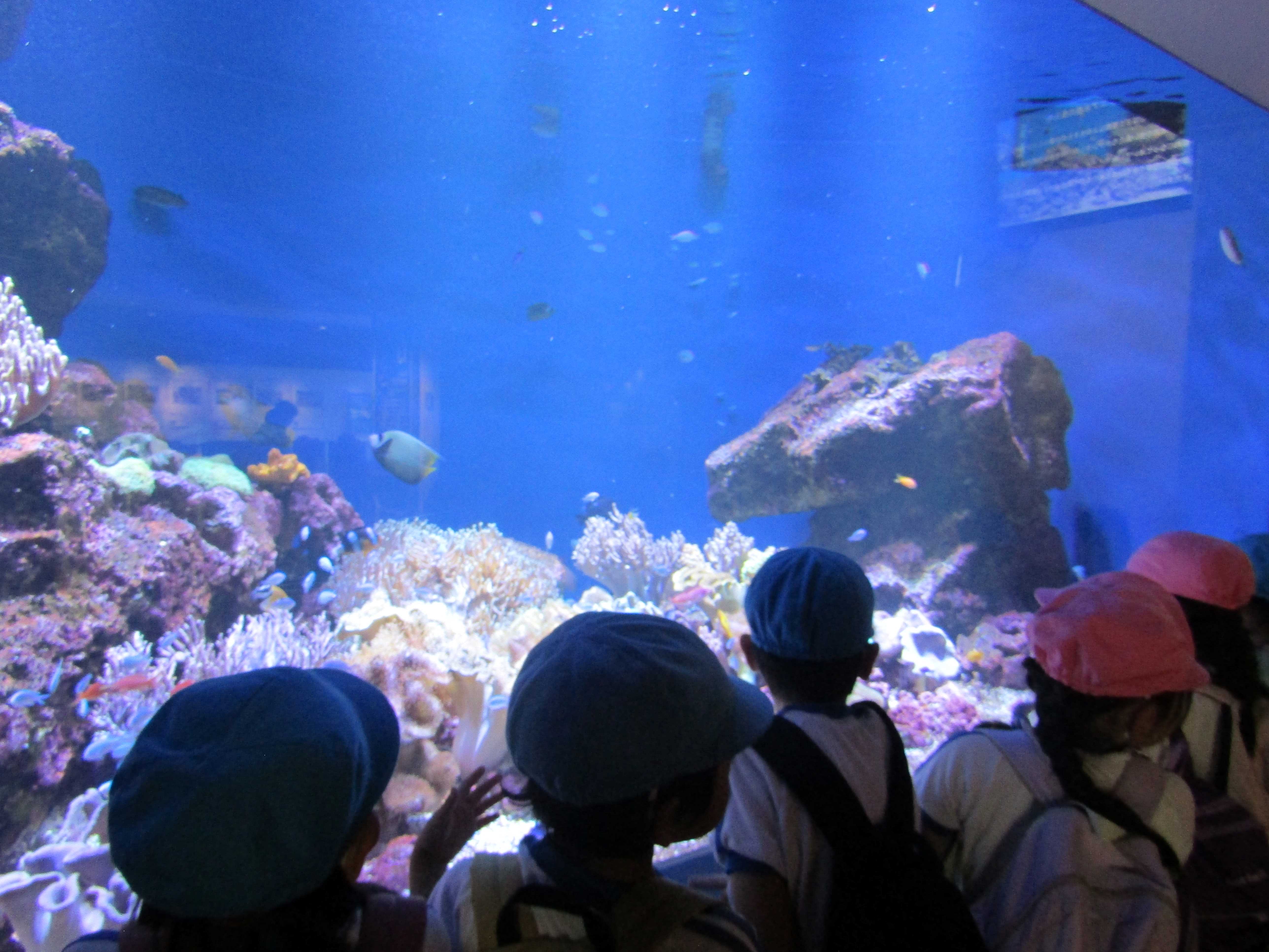 仙台うみの杜水族館へ遠足に の投稿