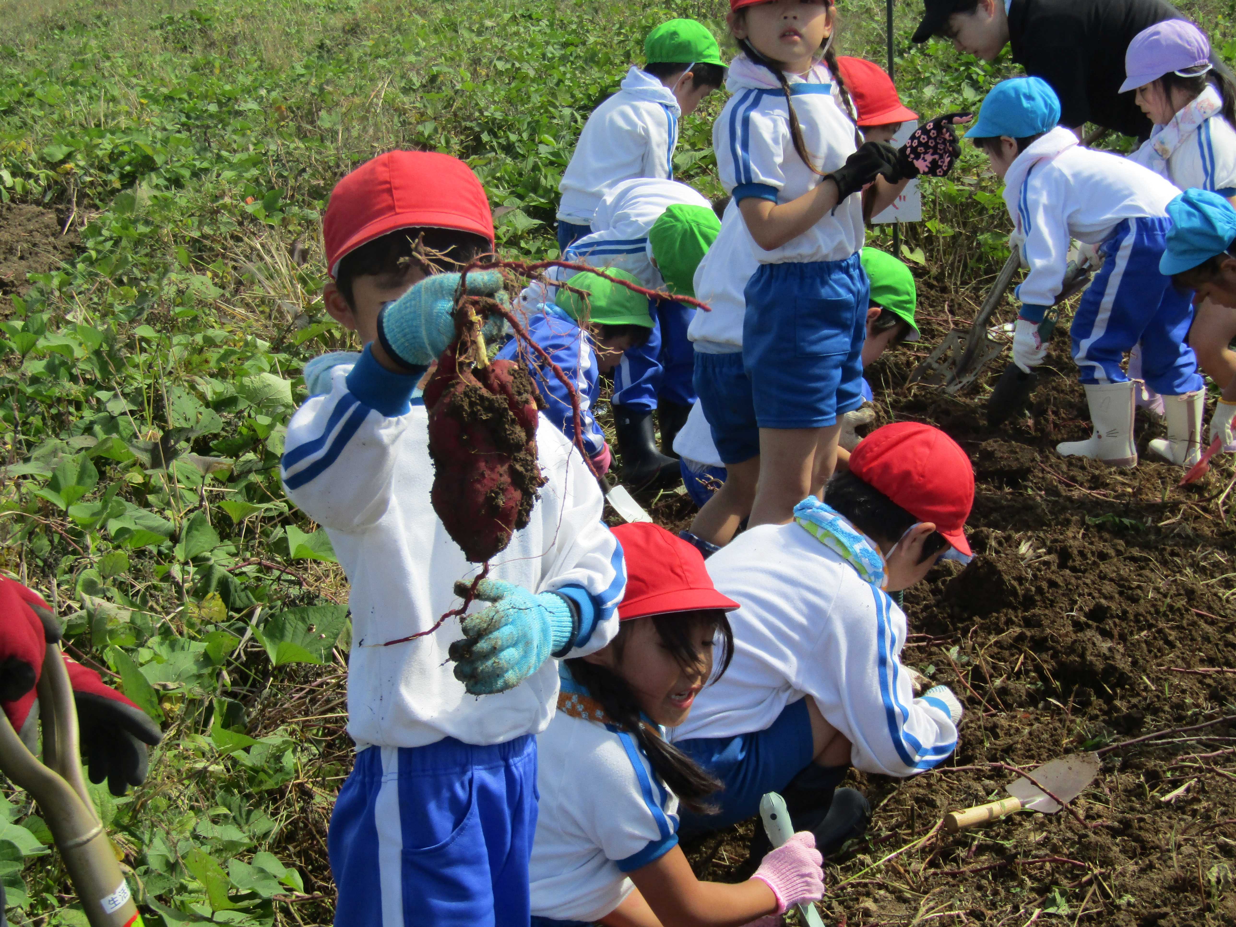 おいもほり の投稿